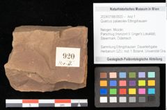 Foto (Objekt + Etikett) von Quercus palaeoilex Ettingshausen (NHMW-GEO-2024-0188-0920)